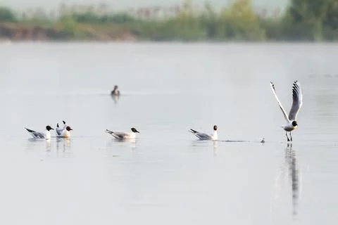 Black-Headed Gull Flock In Action Stock Photos