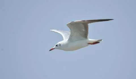 Black headed gull in fly Stock Photos
