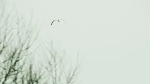 Black-Headed Gull Flying Among Trees Stock Footage 87945973