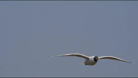 Black-headed Gull Flying in Clear Blue Sky Vidéo 328778713