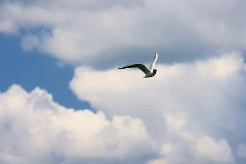 Black-Headed Gull Flying In Cloudy Sky Stock Photos