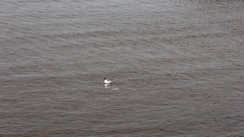 Black headed gull flying low over rippling water with ducks in distance Stock Footage 341862942