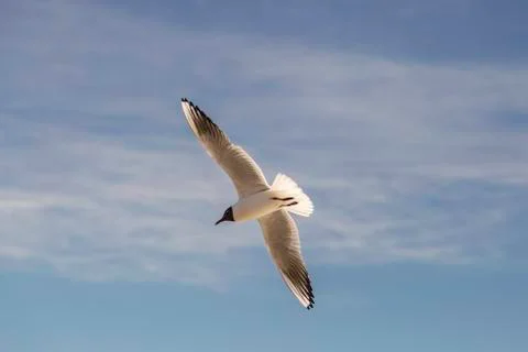 Black-headed Gull Flying Stock Photos