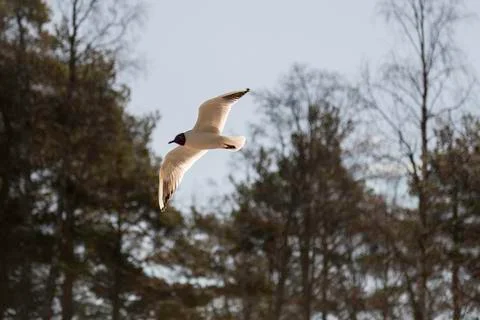 Black-headed Gull Flying Stock Photos