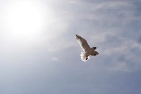 Black-headed Gull Flying Stock Photos