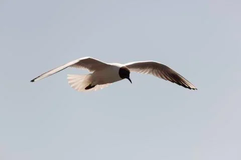 Black-headed gull Flying Stock Photos
