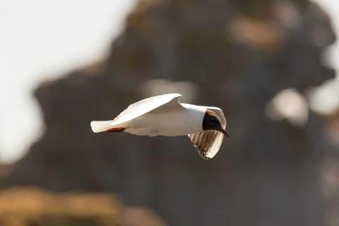 Black-headed gull Flying Stock Photos