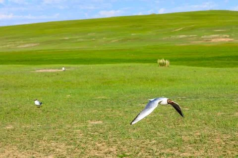 Black-headed gull is flying. Stock Photos