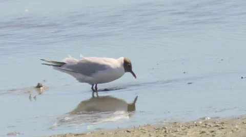 Black headed gull Stock Footage 7134487