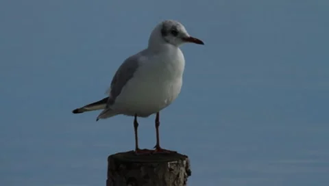 Black-headed Gull Stock Footage 8524819