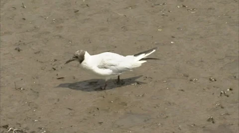 Black-Headed Gull Video stock 8795123