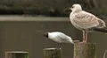 Black Headed Gull Video HD