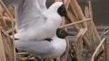 Black Headed Gull HD видео футажи