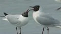 Black Headed Gull HD 동영상
