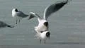 Black Headed Gull HD Footage