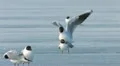 Black Headed Gull HD 동영상