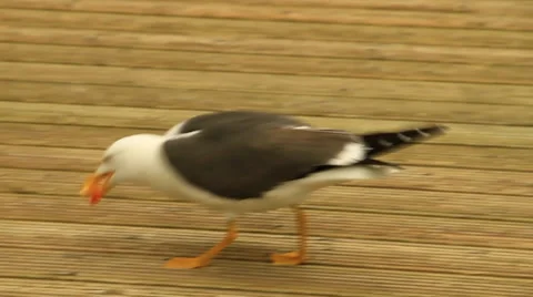 Black-headed gull 動画素材 38716337
