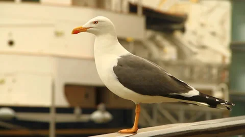 Black-headed gull Stock-Footage 38716352