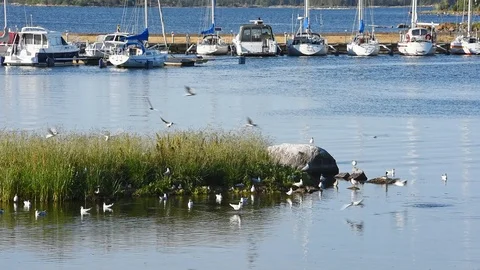 Black-headed gull Stock Footage 92115484