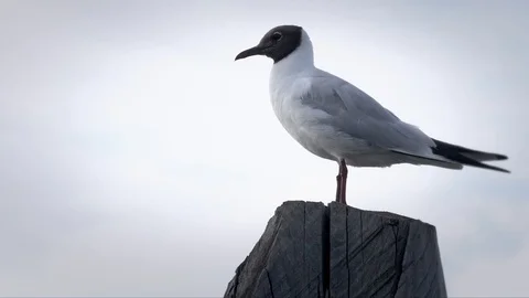 Black-headed Gull Stock Footage 97880064