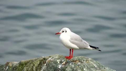 Black-Headed Gull Video stock 334883343