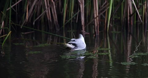 Black-Headed Gull Gliding Through a Tranquil Marsh Stock Footage 305701517