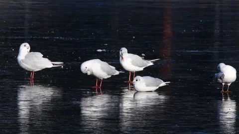 Black headed gull group sitting on ice and clean her feathers Stock Footage 104331822