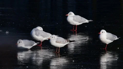 Black headed gull group sitting on ice, winter Stock Footage 104404367