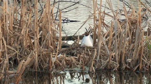 Black-headed gull hatches eggs in a nest, on the river Stock Footage 153168272