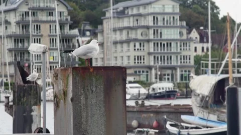 Black-headed gull on an iron pole in the city harbor against the background Vídeos de archivo 273963171
