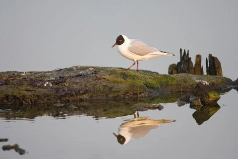 Black-headed Gull, Kokmeeuw, Larus ridibundus Stock Photos