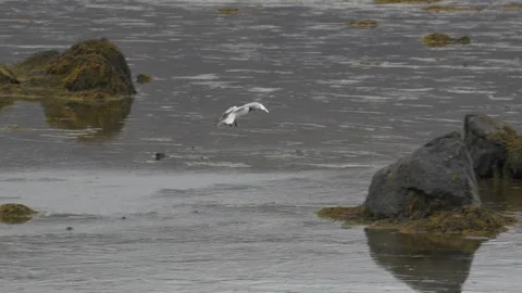 Black-Headed Gull Landing on Rock in Coastal Iceland Waters 4K Wildlife Footage Stock Footage 339735014