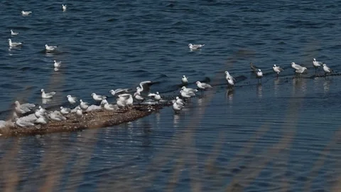 Black-headed Gull Larus ridibundus in the wild. Slow motion Stock-Footage 250486205