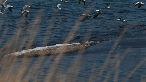 Black-headed Gull Larus ridibundus in the wild. Slow motion Stock-Footage 252536649