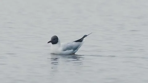 Black-headed gull (Larus ridibundus) close-up near the lake shore Stock Footage 295144342