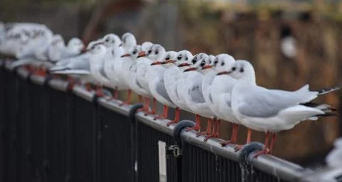 Black Headed Gull line up Stock Photos