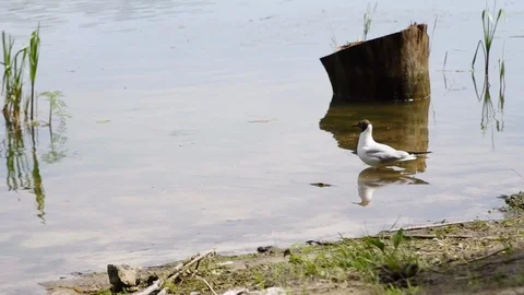Black-headed gull looking around near lake shore. Adult summer plumage. Closeup Video stock 111966149