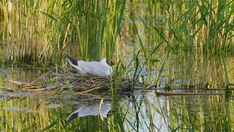 Black-headed Gull Nesting in Reeds on the Ros River, Ukraine Stock Footage 326274915