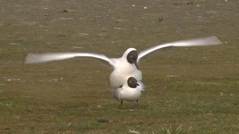 Black-headed gull pair on the shore of the lake, mating, copulation Stock Footage 78058638