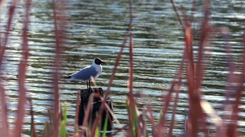 A Black-Headed Gull Is Perched Alertly On A Wooden Post In A Lake, Framed By Out Stock Footage 309777536