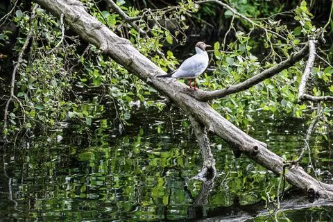Black-headed gull perched on a fallen tree branch over reflective water Stock Photos