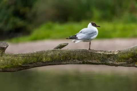 Black headed gull perched on one leg on a tree branch looking away. Stock Photos