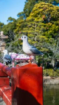 Black-headed gull perched on a red bridge at Tsurugaoka Hachimangu, Kamakura Foto stock