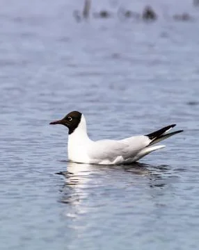 Black-headed gull Stock Photos