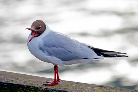 Black-headed Gull Stock Photos