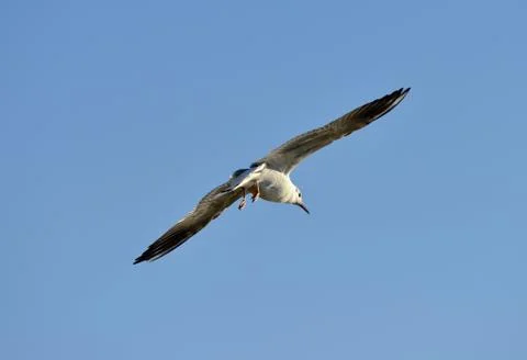  Black-headed Gull Stock Photos