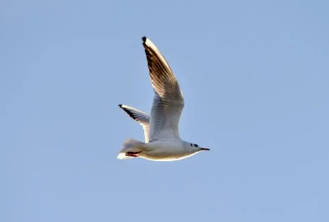  Black-headed Gull Stock Photos