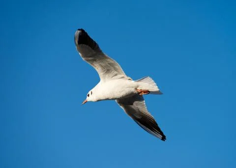  Black-headed Gull Stock Photos