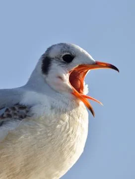  Black-headed Gull Stock Photos