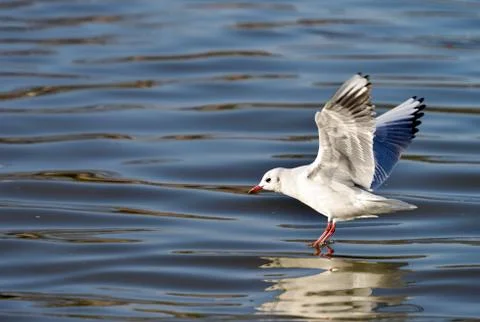  Black-headed Gull Stock Photos
